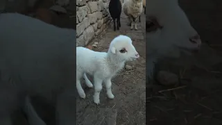 #lamb #sweet #cute