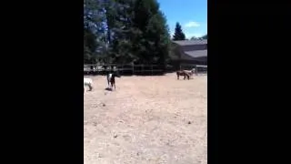 Alpaca and ponies playing!