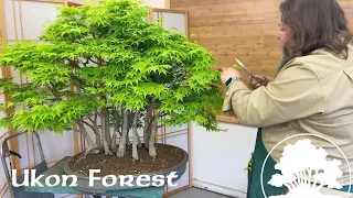 Ukon Maple Forest - Greenwood Bonsai