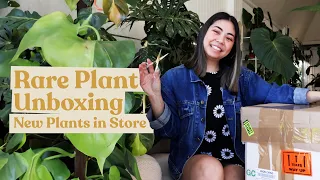 Rare Plant Unboxing | Anthurium & Announcements