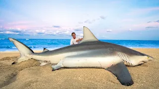 GIANT Blacktip Shark... Catch Clean Cook!