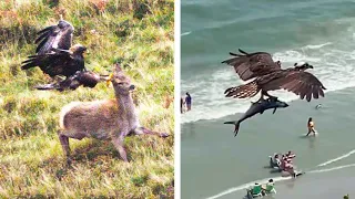 This Is Why All Animals Are Afraid Of Eagles