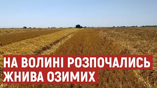 На Волині розпочалися жнива: молотять озимий ячмінь