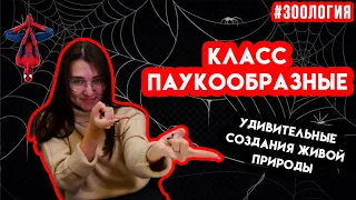 Паукообразные | Зоология #9 | ЕГЭ БИОЛОГИЯ