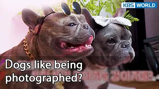 Dogs like being photographed? [Dogs are incredible : EP.135-1] | KBS WORLD TV 220816