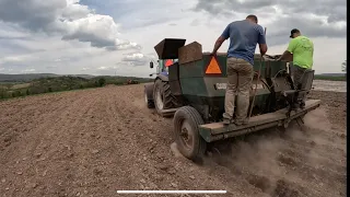 PLANTING OUR ENTIRE POTATO CROP