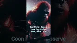 Coon Hunters Observe Large Hairy Monkey
