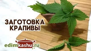 Как заготовить крапиву на зиму? Два основных способа - сушка и заморозка