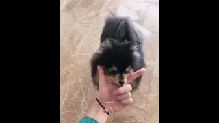 Kim taehyung playing with yeontan // part 2//