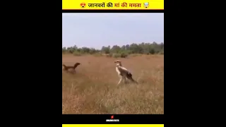 कैमरे में कैद जानवरों की मां की ममता😍। animal unavailable moments Caught on camera #shorts