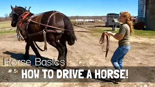 HORSE BASICS #5: HOW DO YOU DRIVE A HORSE?