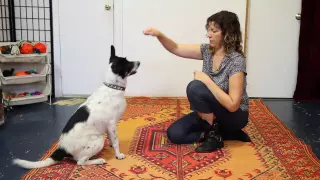 How to Teach Give Paw, High Five, Wave Hello - Dog Training