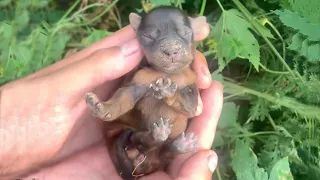 Lying in the bushes, the newborn puppy was hungry and cried loudly calling for its mother