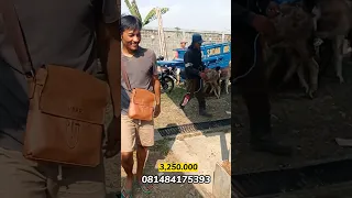 KAMBING JAWA RANDU NYANDIL ISTIMEWA