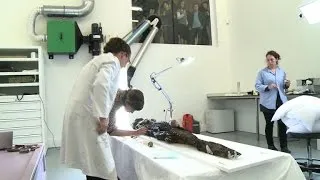 Crocodile mummy restored in front of crowds at Louvre-Lens