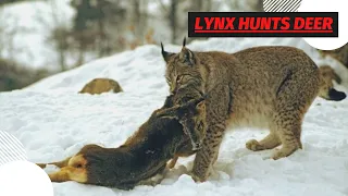 How Lynx Defeats A Deer