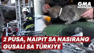 2 pusa, naipit sa nasirang gusali sa Turkiye | GMA News Feed