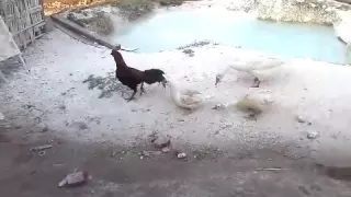 Chicken raped a duck