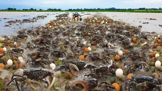 Wow OMG !Unbelievable   Amazing Fisherman catch lots of crabs and picking lots of snails