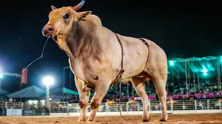 Rodeio de PALMITAL 2024 / FINAL COPA SUMETAL (SÁBADO / MELHORES MOMENTOS)