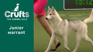 Junior Warrant Competition Final | ​Crufts 2023