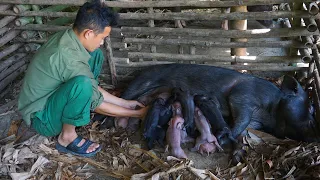 The mother pig gives birth to a healthy baby after one year of nurturing, Vegetable gardening Ep 62