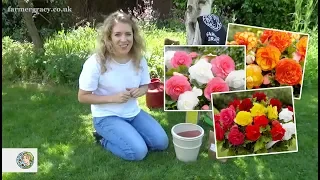 How to plant Begonias (corms/tubers) - FarmerGracy.co.uk