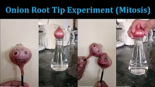 Onion root tip experiment (Mitosis)#shorts