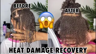 Heat Damage Recovery Update | From Heat Damage to Healthy Curls FAST!