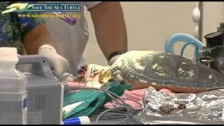 Earth Day Surgeries Remove Tumors on Endangered Sea Turtles