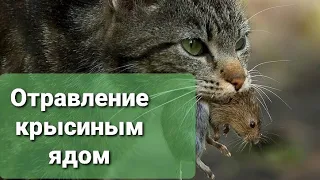 Кошка отравилась крысиным ядом, что делать? Помощь Животным