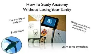 How To Study Anatomy Without Losing Your Sanity!