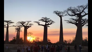 16)  MORONDAVA L'ALLEE DES BAOBABS MADAGASCAR LE 17 OCTOBRE 2019 EPISODE 16