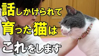 驚愕の事実！たくさん話しかけられて育った猫だけが見せる行動【保護猫】