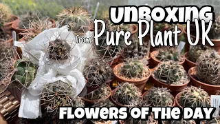 Cactus plant unboxing from Pure Plant UK | cacti and succulents flower of the day