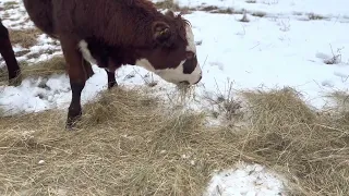 Business model for small-scale regenerative beef farm