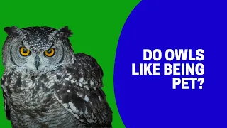 Do owls like being pet?