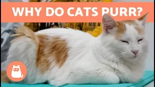 Why Do Cats PURR? 😻 Everything You Need to Know