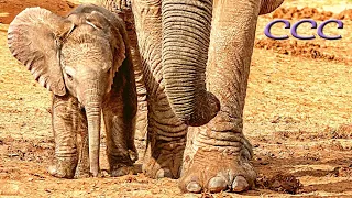 Can Baby Elephants Walk from Birth? (Part Four) Cutest Moment Ever Caught on Camera!