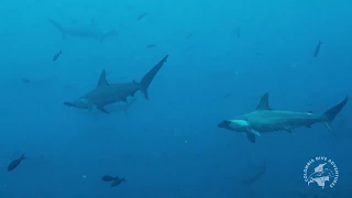 Ferox Liveaboard - Diving in Malpelo