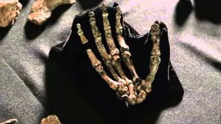 Homo naledi: A new species