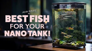 Best Fish That Are Small Fish For Your Aquarium – Easy Nano Aquarium fish for Beginners!