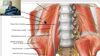 Anatomy of posterior abdominal wall in Arabic 2023, 5 (Nerves of posterior abdominal wall) by Wahdan