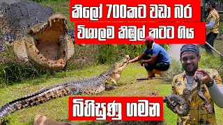මෙතෙක් එතෙක් දැක්ක ලොකුම කිඹුලා ළඟටම ගිය බිහිසුණු ගමන  | Pet Talk | Pinnawala Zoo