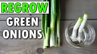 How To Regrow Green Onions...And Beyond!