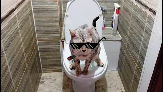 Кот требует сопровождения в туалет. Как приучить кота к унитазу.