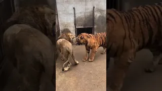 Tiger vs Lion (Tiger dominates short encounter)