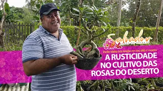 Conheça o paraíso de nosso amigo PEDRÃO e seu modo rustico de cultivar suas Rosas do Deserto