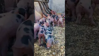 @million_on_pigs #pigs #деревня #хозяйство #миллион