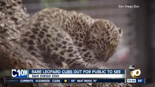 Rare leopard cubs at San Diego Zoo